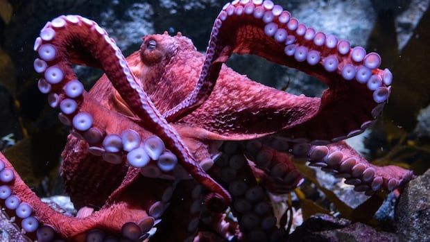 Dear California Octopus has love and interesting as he spends the last days caring for eggs