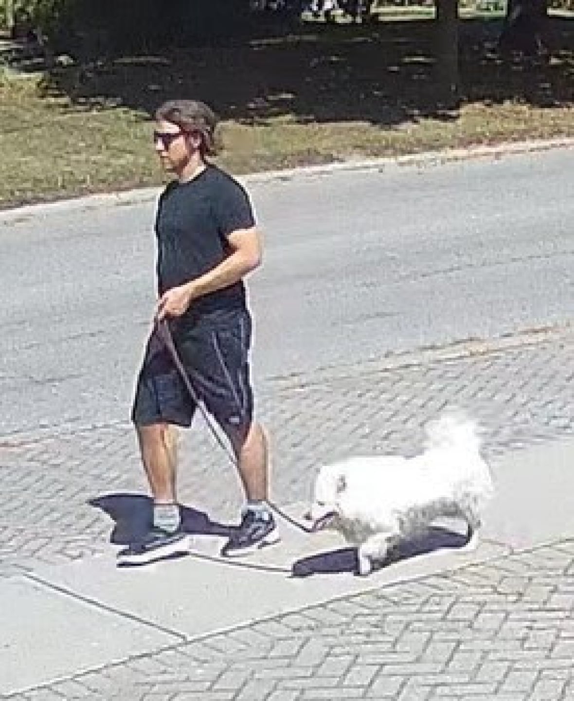 A white man approximately 5’9” to 6’0”, 30 to 40 years old, with medium build and brown hair below the ears walks his small white dog. 