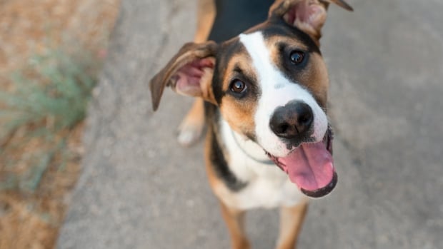 Dog with white, orange and black markings plays outside and smiles.