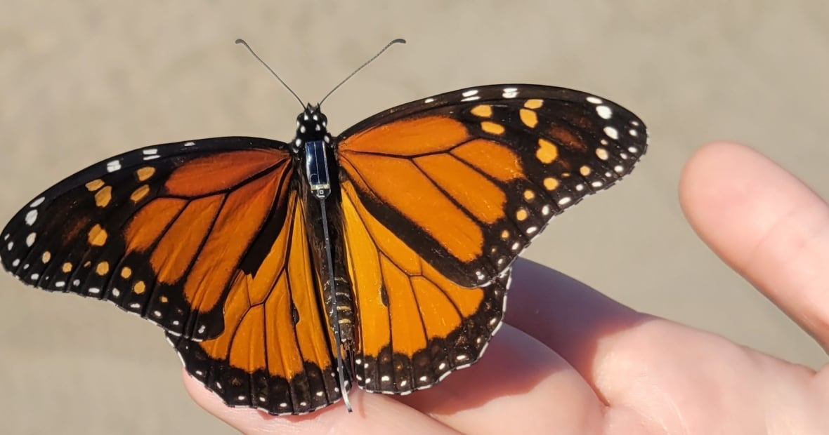 Monarch butterfly on hand with rectangular tag on its back