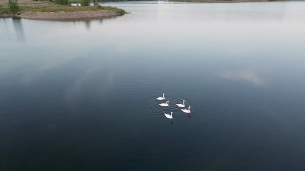 A pit or a lake? Caledon's proposal to allow dumping at former quarry leaves town divided | CBC News