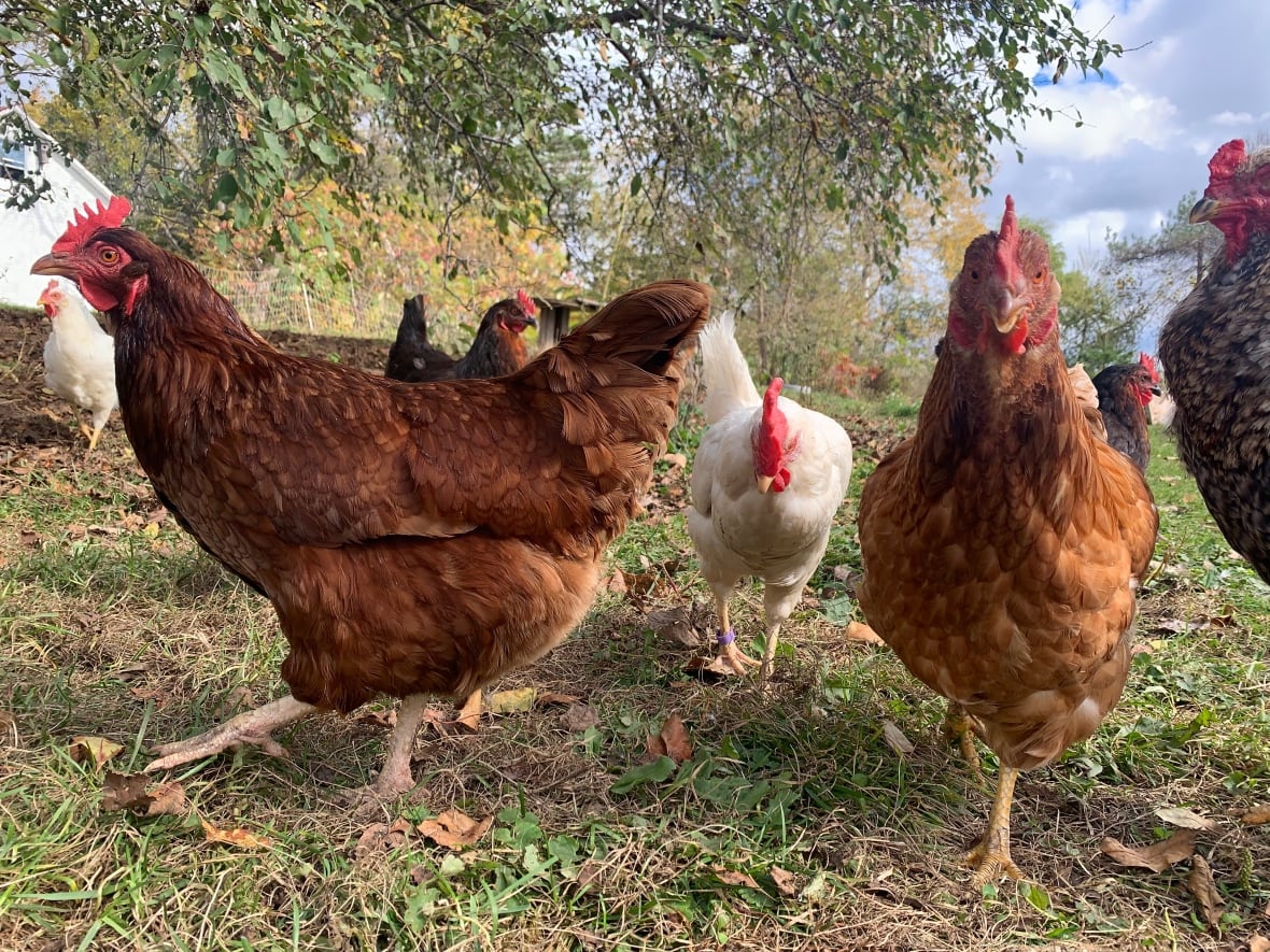 A flock of chickens walking through a grassy patch under a tree. 