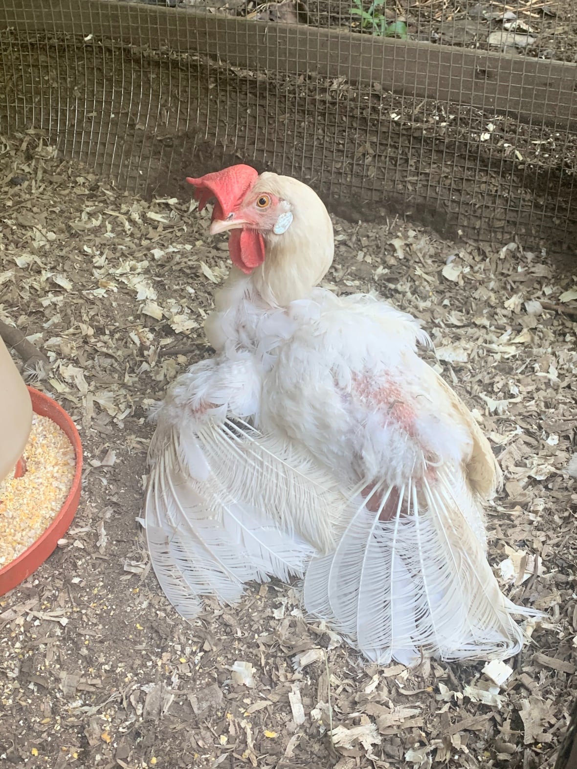 A white hen with a red patch and missing feathers in a chicken run.