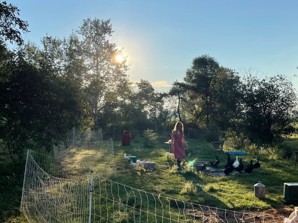 A woman wearing a pink dress walks through a fenced-in garden through a flock of chickens. 