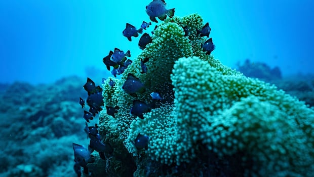 Global Agreement to protect the oceans set by working after 60 verification Global Agreement to protect the oceans set by working after 60 verification