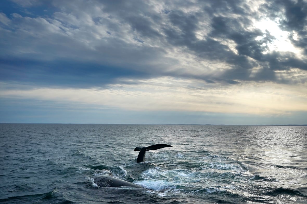 The North Atlantic Right Whales pairs contact the Cape Cod Bay face, Monday, March 27, 2023, Massachusetts. UN NGOs UN 193 have accepted this first agreement to protect the seaport in the sea. The United Nations Holds History Congreger to the Sea