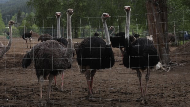 Three ostriches stand behind a chicken wire fence
