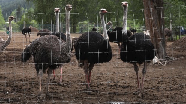 Three ostriches stand behind a chicken wire fence
