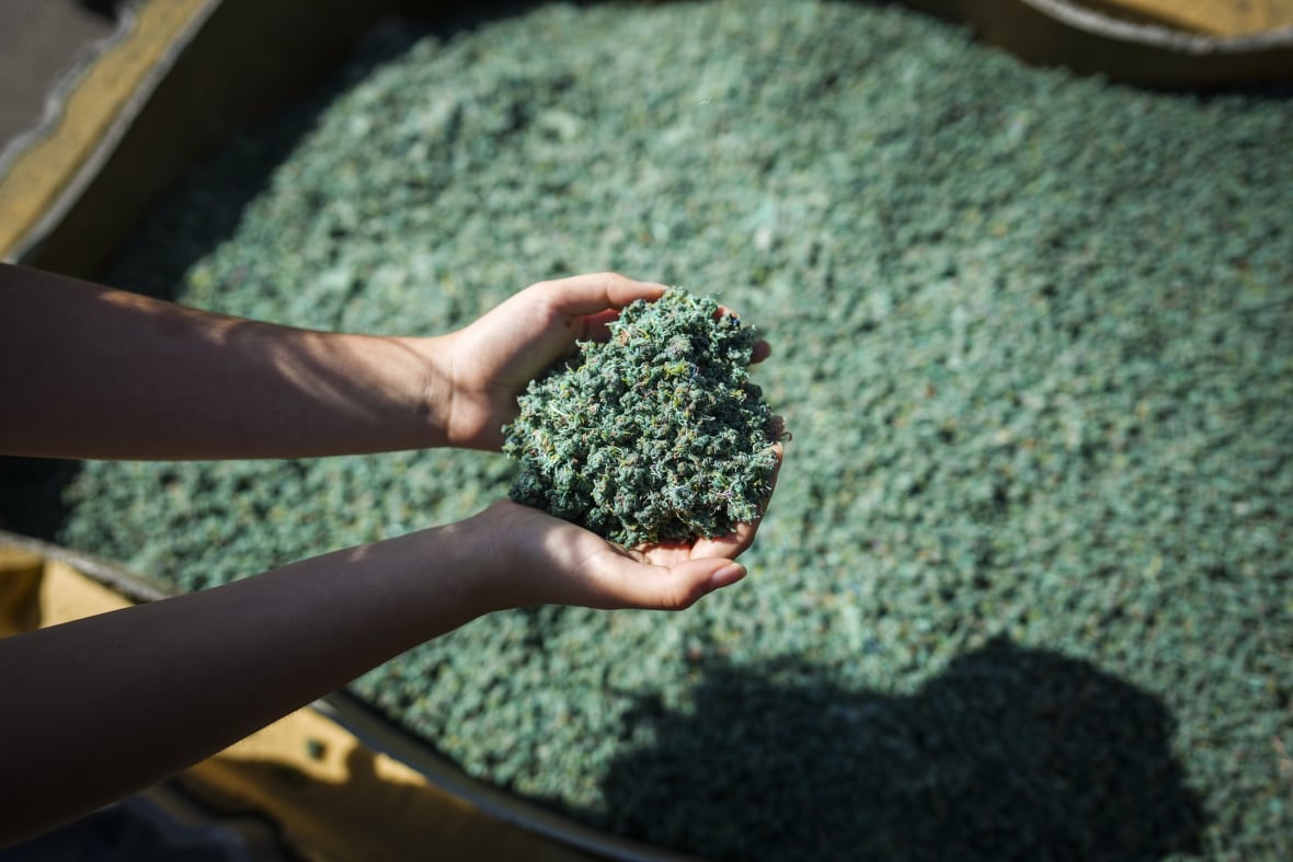 The person Cupping Green Shredded Net Net in their hands, broke in the bin.