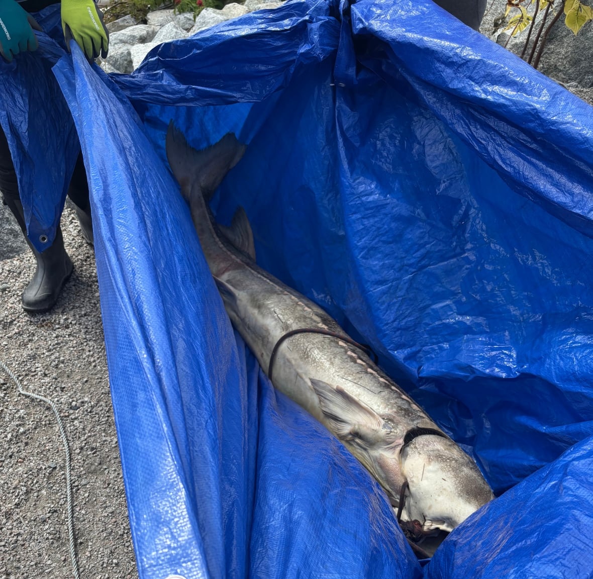 Um peixe morto está em uma lona grande.