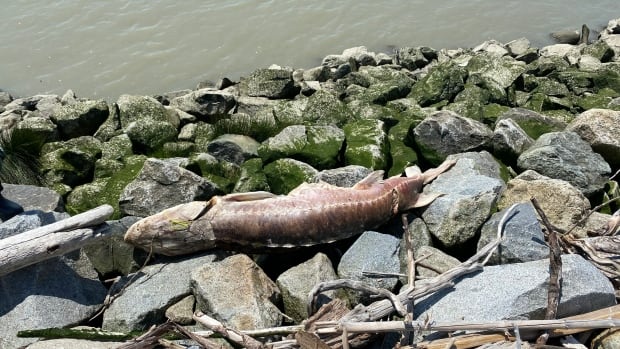 A large fish carcass is seen along riverfront rocks.