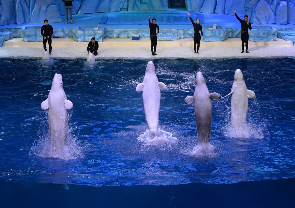 Cinco pessoas usando roupas de mergulho ficam em um palco banhado em luz azul, enquanto quatro baleias beluga saltam verticalmente de um grande tanque de aquário. 