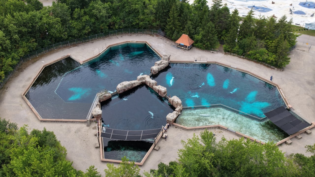 Marineland Seeks Permits to Export All Remaining 30 Beluga Whales to China