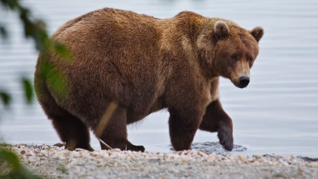 A very fat bear with light brown fur steps into a lake from the rocky shore and looks over its shoulder at the camera.