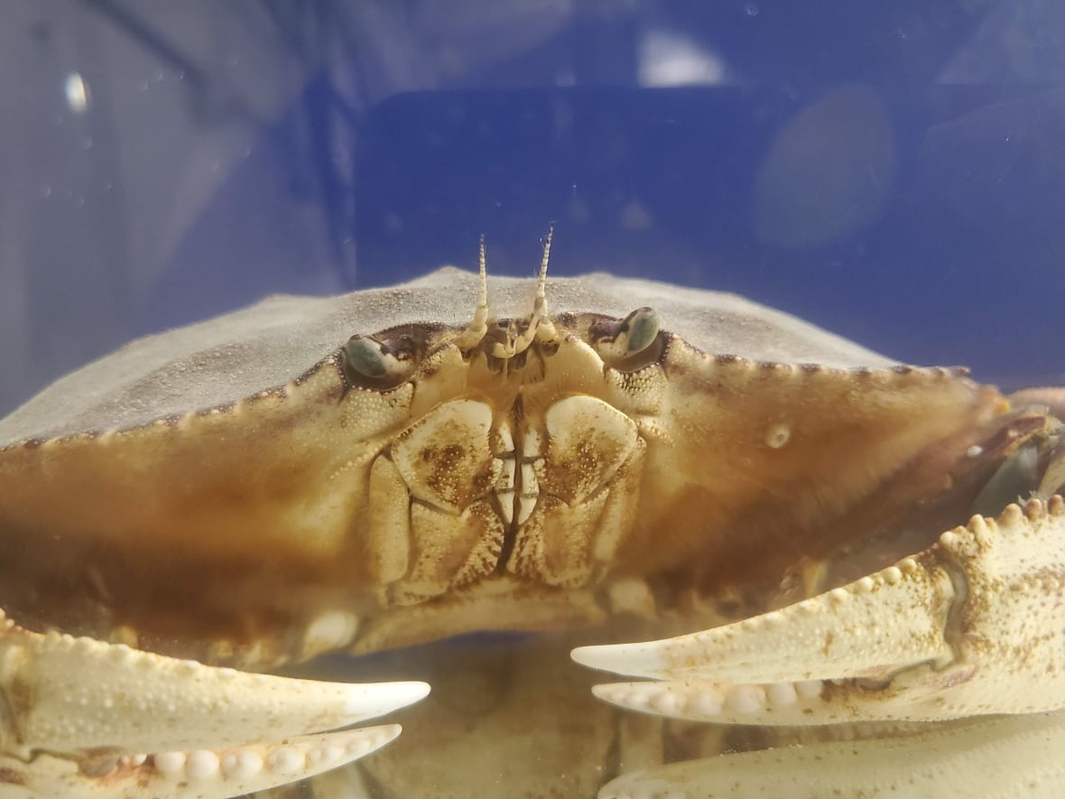 Um caranguejo Dungeness mostra suas garras e boca. 