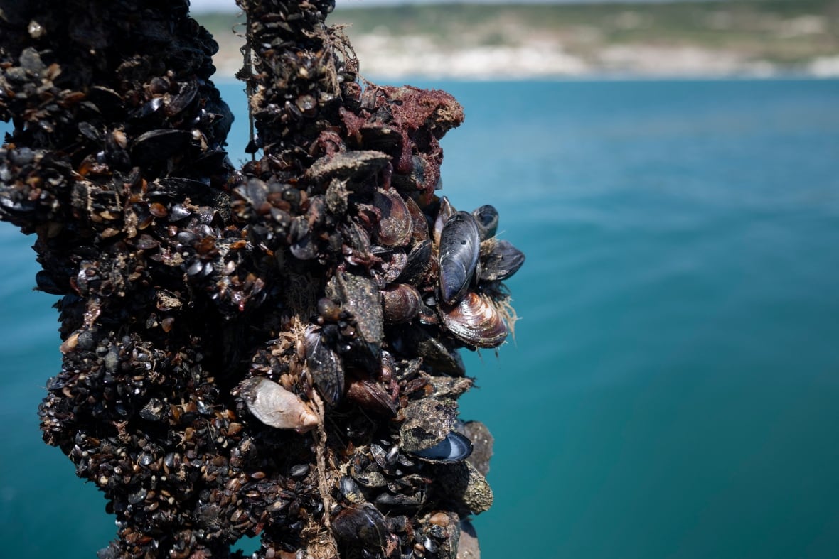 Mexilhões aderindo a uma rede durante uma coleção de mexilhões perto de Cape Kaliakra, na costa do Mar Negro da Búlgara do norte.