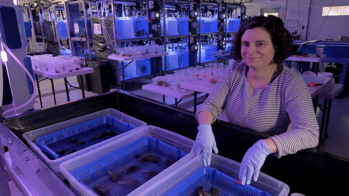 Uma pesquisa suporta baldes de mariscos sendo estudados em um laboratório. 