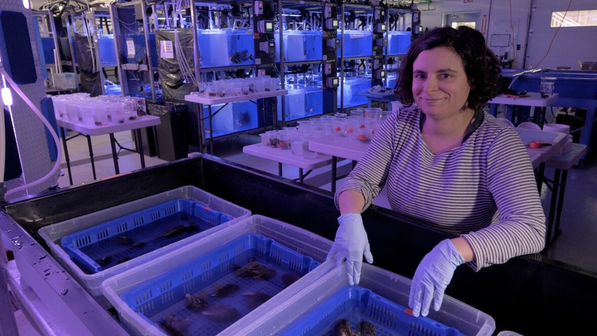A researcher is held on buckets of crustaceans under study in a laboratory. 