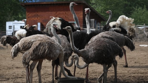 A grouping of about seven ostriches eating out of a plastic tub on a dirt farm. 