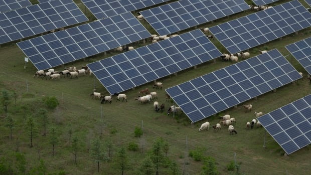 Aerial view of sheep grazing under solar panels