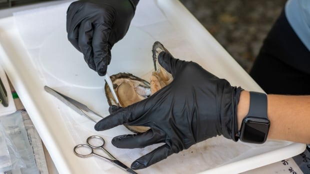 mussels-dissection-in-brantford-ont.jpg