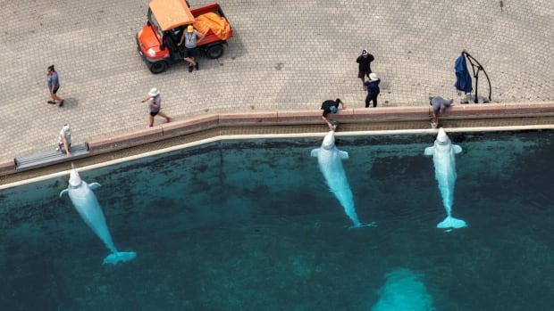 belugas-marineland.JPG