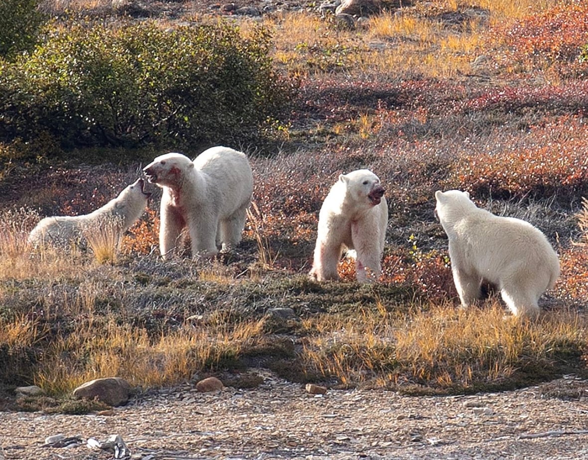 Kutup ayıları o gün Torngat Dağları'nda iyi yemek yiyordu. 