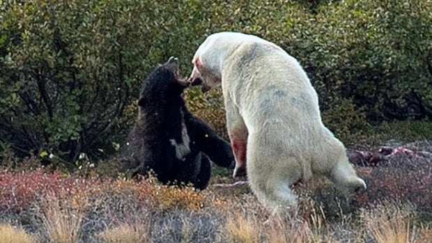 A polar bear charges a black bear.