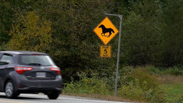 Deaths of 3 horses in Highway 99 collision highlight challenges of free-roaming herd near Pemberton, B.C.