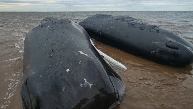 Two large sperm whales that have been beached.