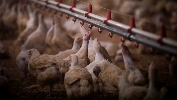 Commercial poultry moved indoors in B.C. as migratory season starts