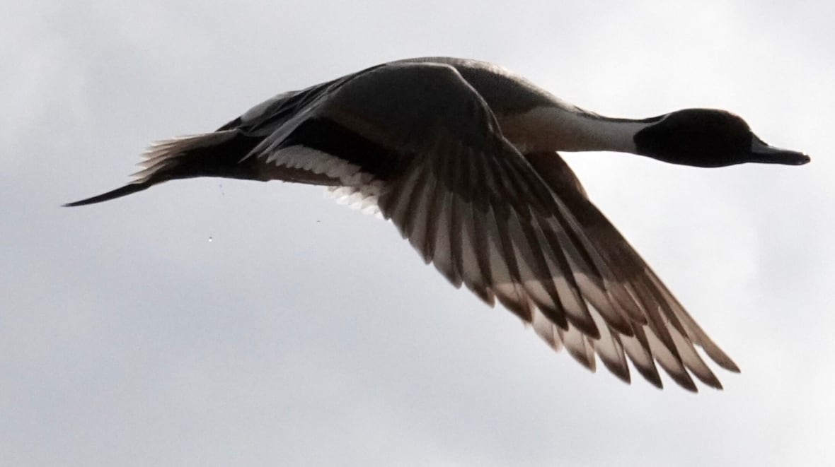 A duck flies on a cloudy day.