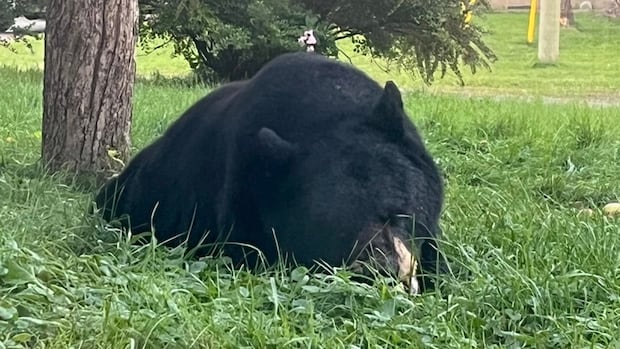 Bears are hungry and active this fall. Here's what Ontario residents should know