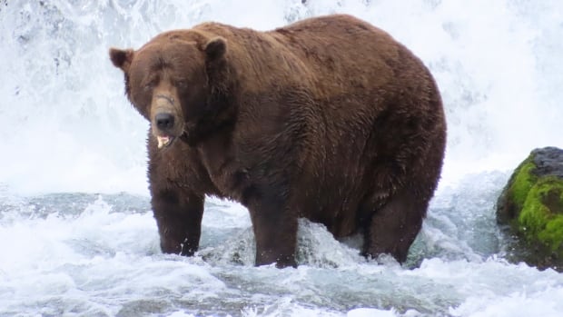 A large brown bear stands in a rushing river.
