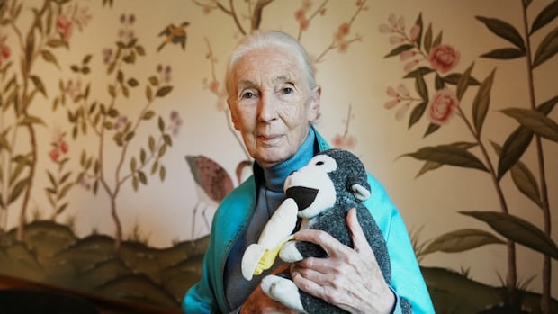 Jane Goodall, Consitianist and Chimpanzee Researcher, Dead in 91