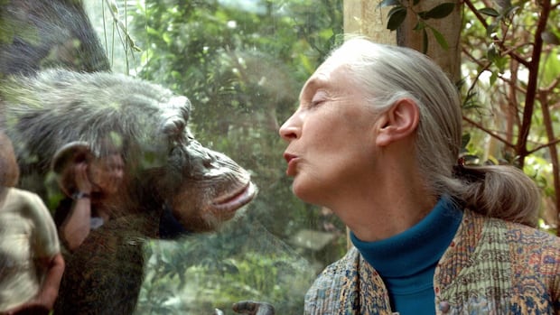 World Mourns Trailblazing Primatologist Jane Goodall, Conservation Icon, Dead at 91