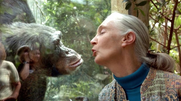 A woman pretending to kiss a chimp which is separated from glass at a zoo.