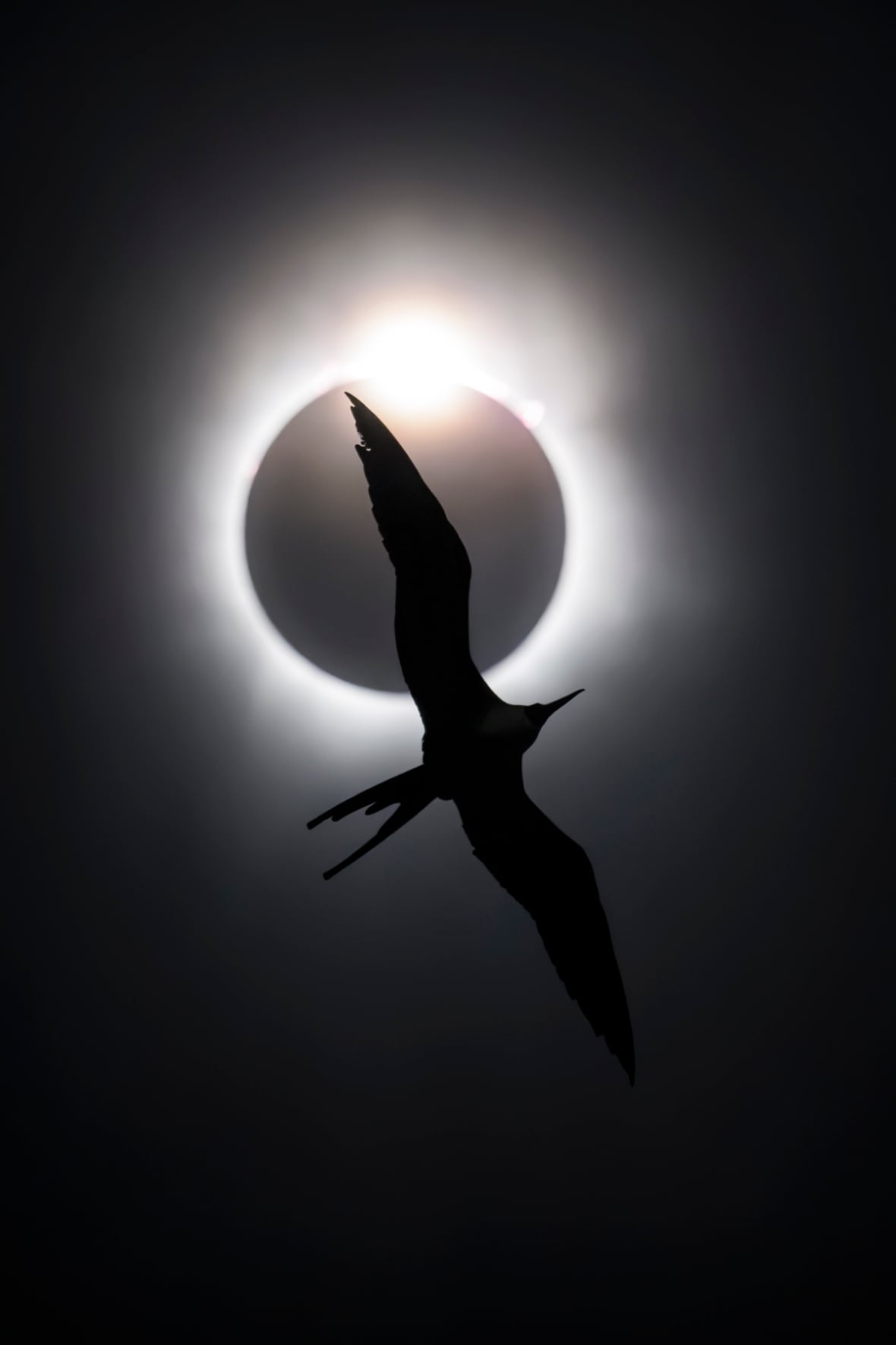 Uma imagem da lua passando em frente ao sol, com a silhueta de um pássaro voando na frente dela