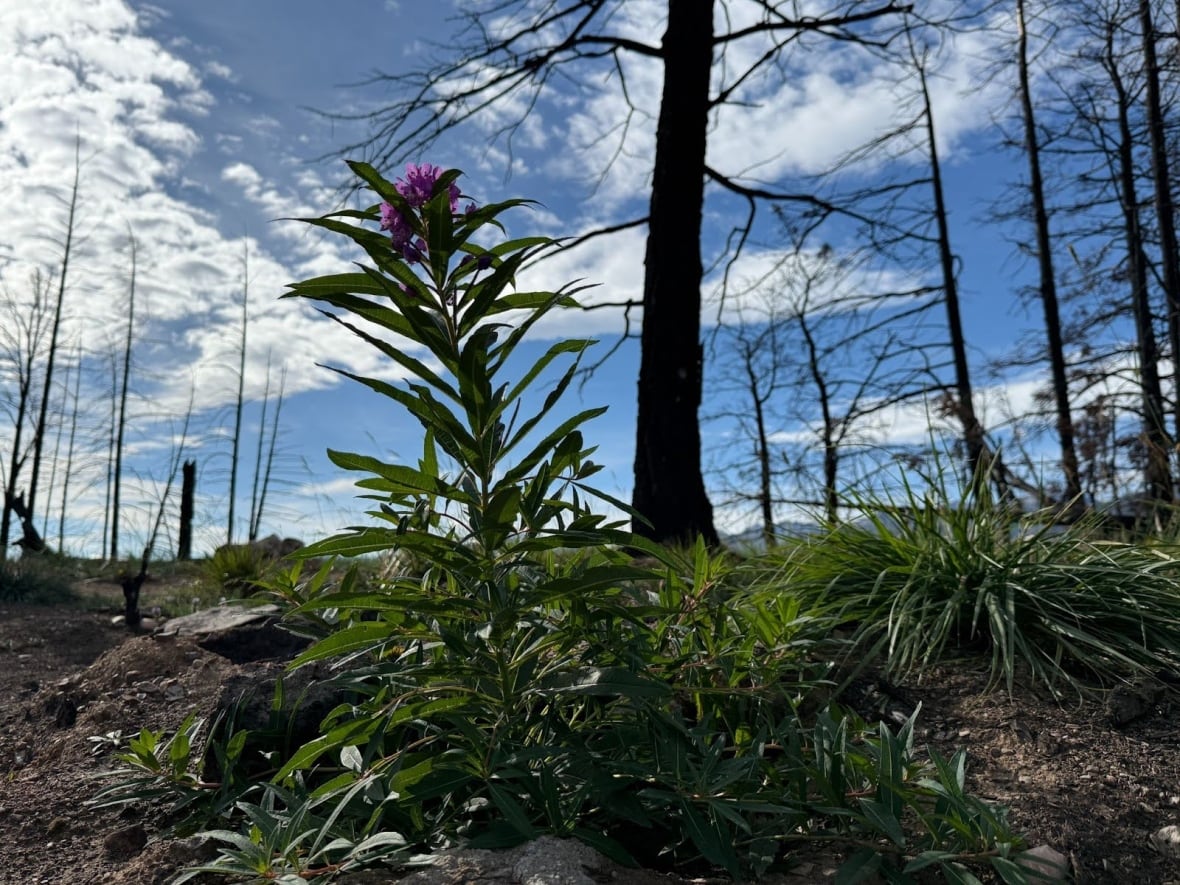 A photo of a tall plant with purple flowers, shot from ground level looking up into a blue sky with some burnt trees.