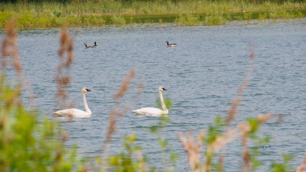 Residents worry Caledon's dumping proposal risks polluting their water. Fears not unfounded, some experts say | CBC News