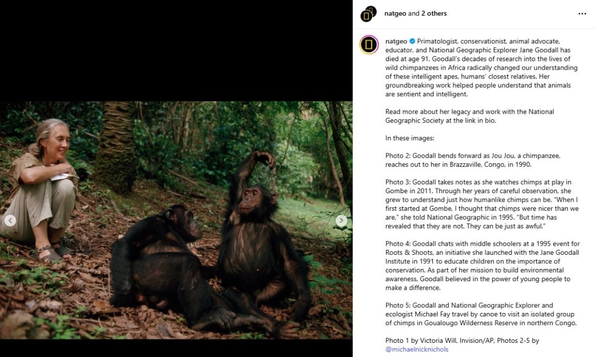 The Instagram post with a photo, on the left, was pulled for a smiling woman with her hair in a ponytail, wearing a shirt and pants khaki, sitting in the leaves on the floor next to Shampanzi. 