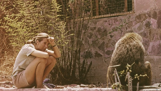 'An advocate for the Earth': How Jane Goodall inspired generations of scientists | CBC News