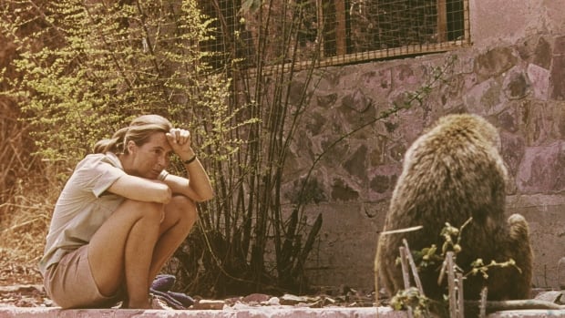 British ethologist Jane Goodall sits outdoors and studies an African baboon, 1974. (Photo by Fotos International/Getty Images) 