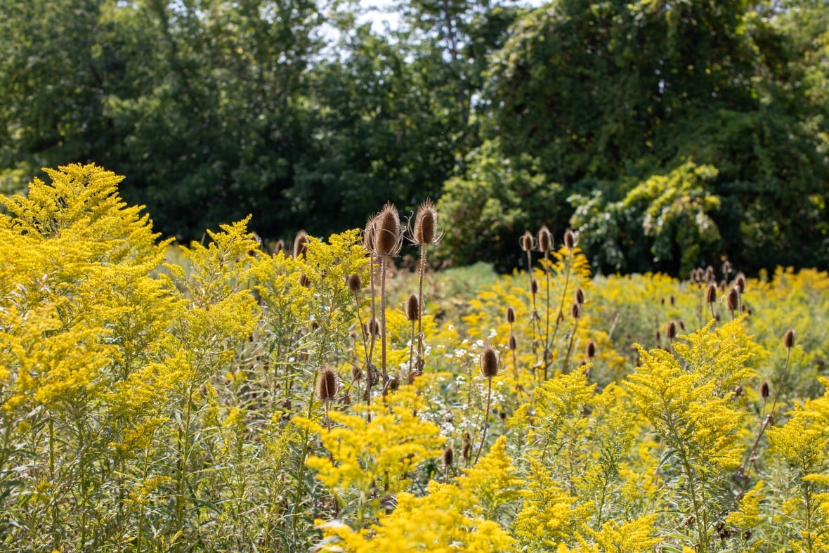 Field of goldenrod and teasels with trees in background
