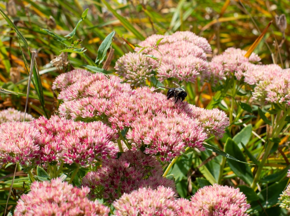 Bumblebee on milkweed