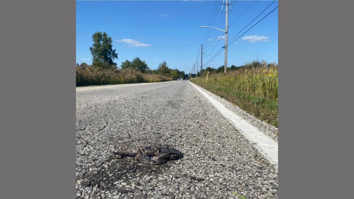 The body of a crushed snake on a roadway.