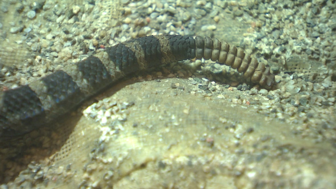A rattlesnake's tail.