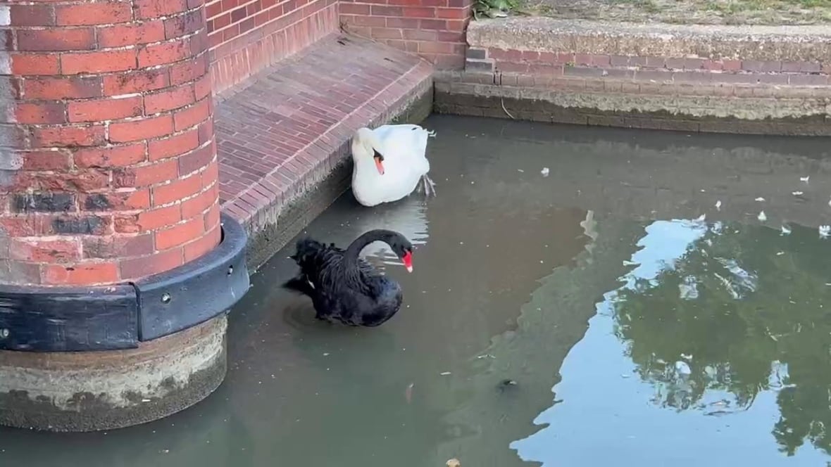 The black swan with a bright red beak and a white spot with an empty beak and orange cleaned themselves in the water near a brick wall. 