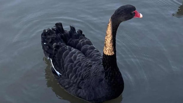 This “darkest thin swan is released in Shakespeare city