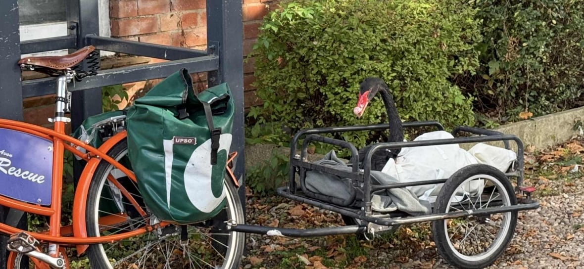 Black red swan with a bright red, whose neck and head came out of the white bag, placed in a bicycle chariot. 
